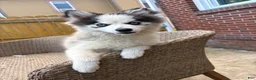 Pomsky dogs for sale: Pomsky 1 - Ad 1