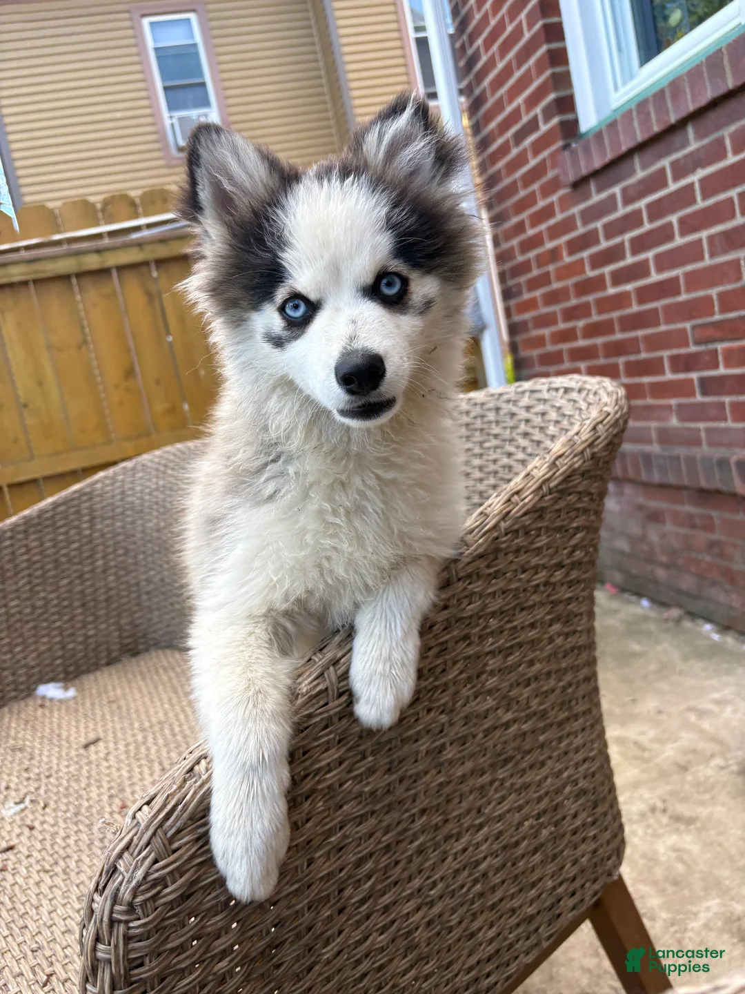 Pomsky dogs for sale: Pomsky 1 - Ad 1