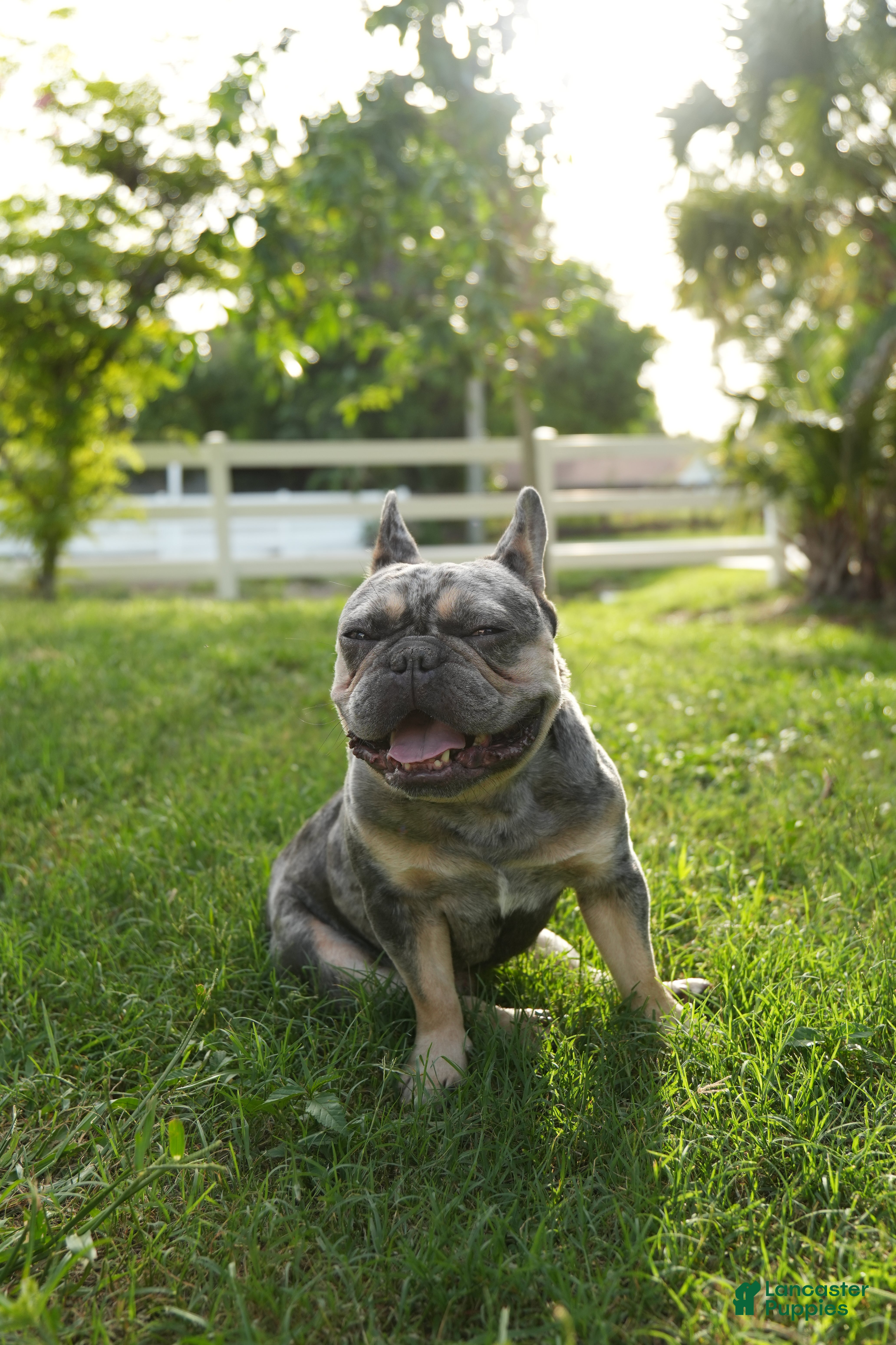 French Bulldog dogs Axel - Ad 1