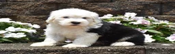 Old English Sheepdog dogs for sale: Mango - Ad 2
