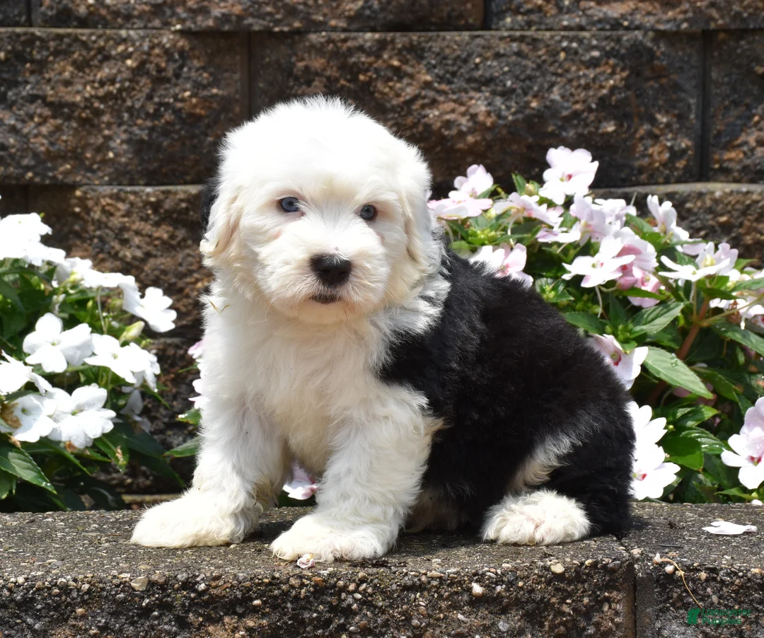 Old English Sheepdog dogs for sale: Mango - Ad 2