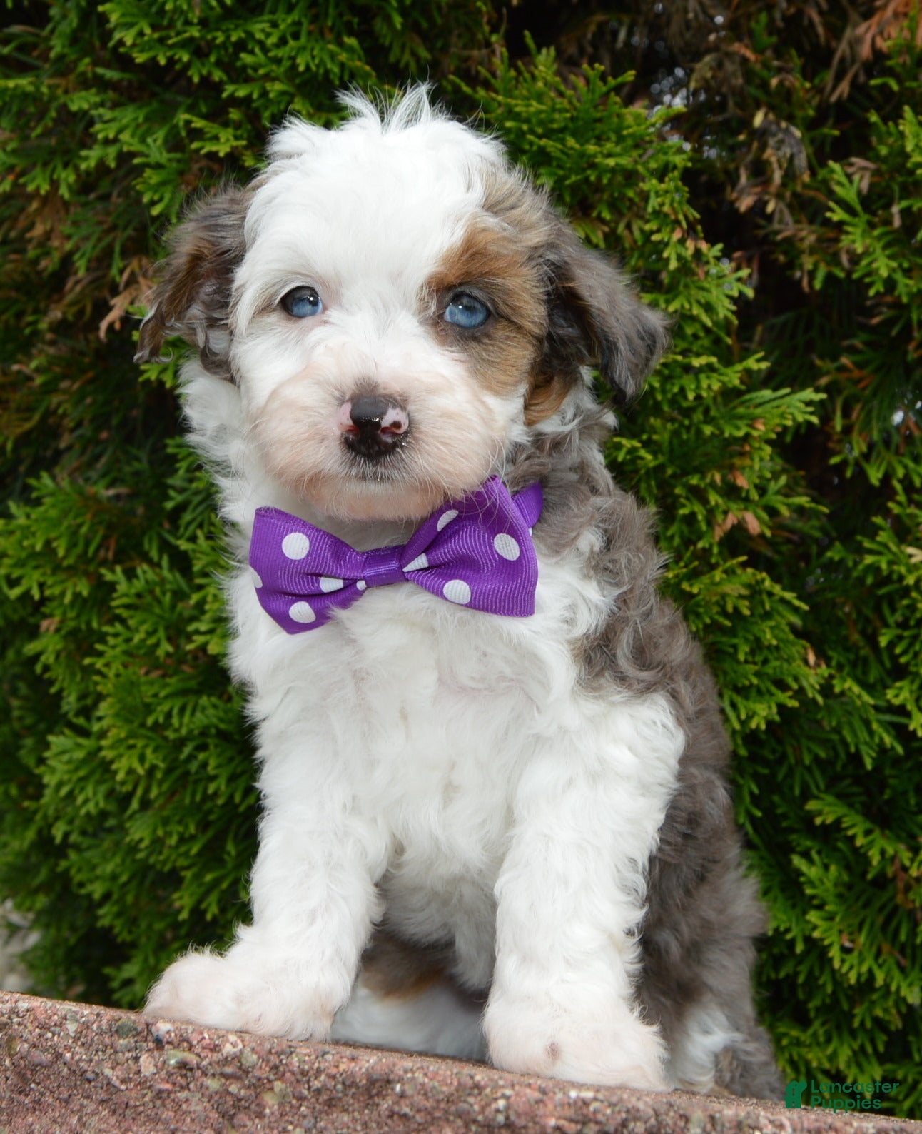 Mini Aussiedoodle dogs Mini Aspen - Ad 2