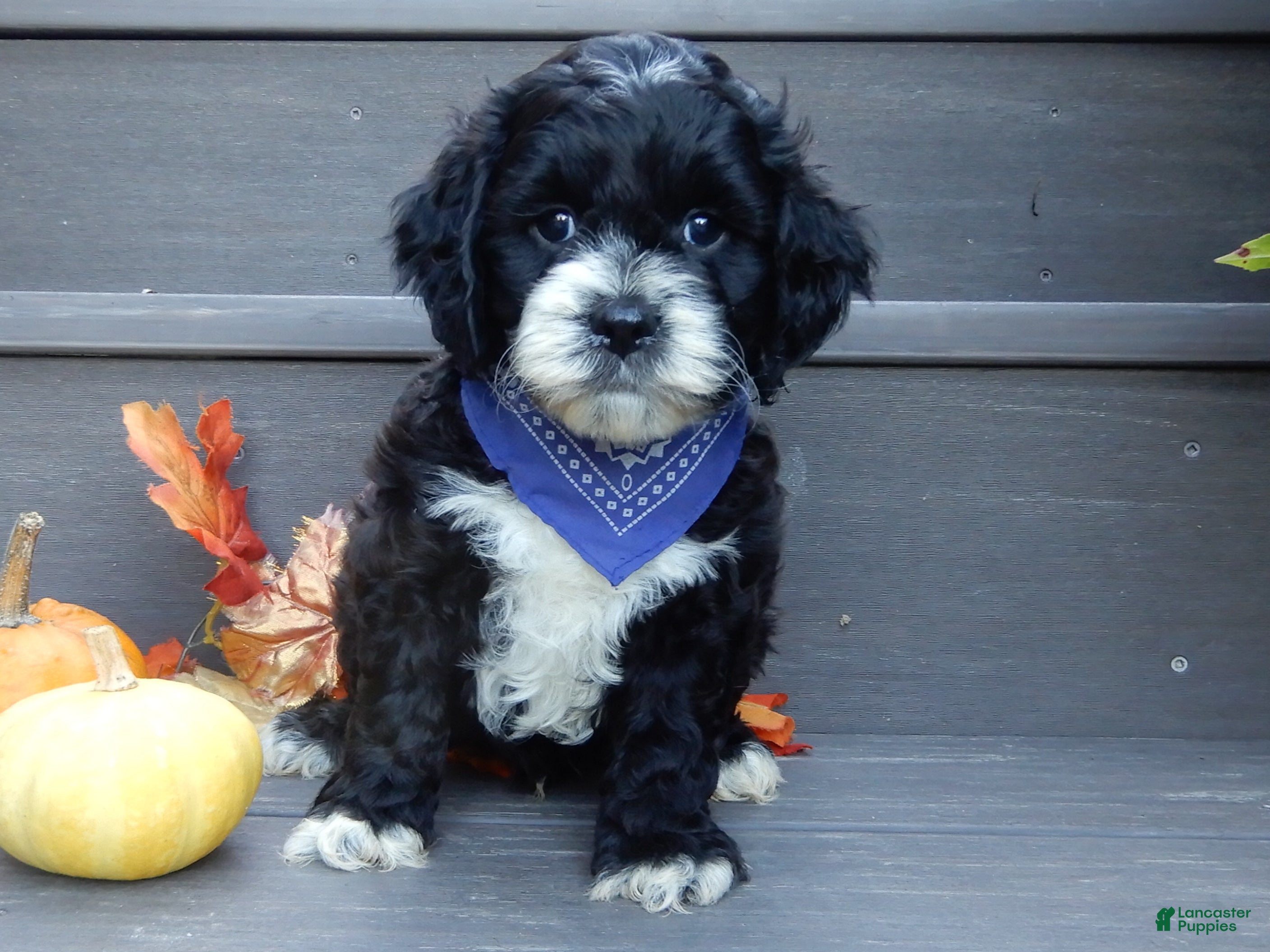 Cockapoo dogs Dakota - Ad 1