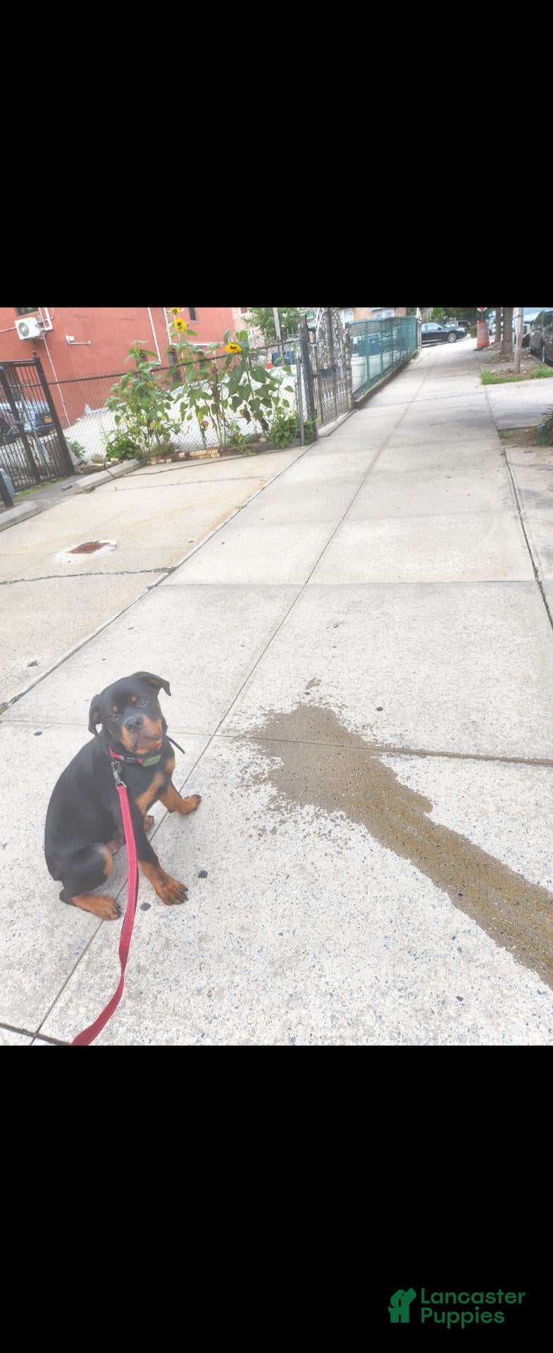 Rottweiler dogs Rottweiler 1 - Ad 2