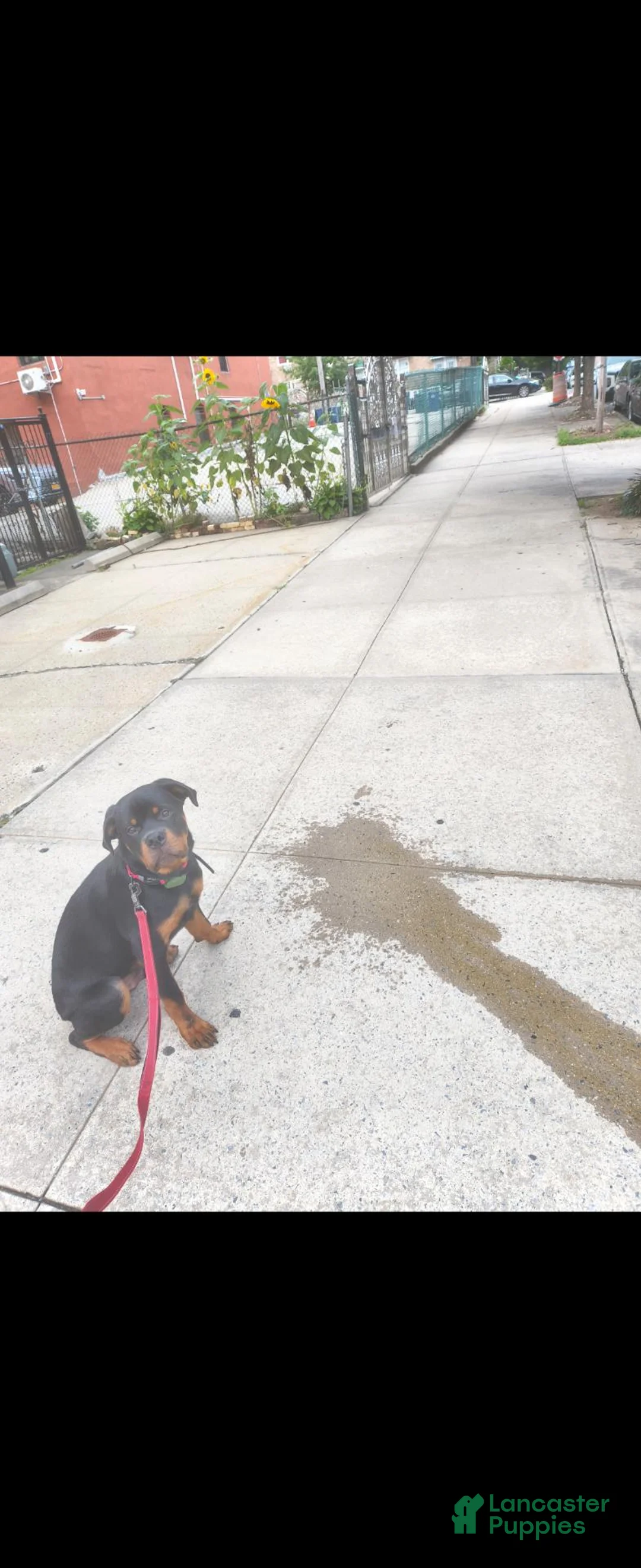 Rottweiler dogs for sale: Rottweiler 1 - Ad 2