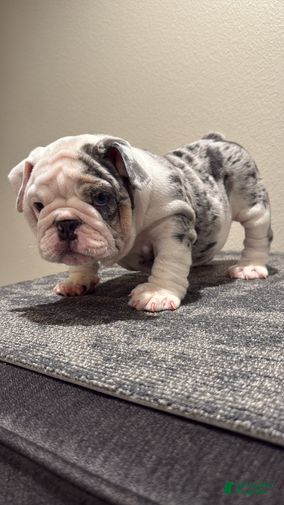 English Bulldog dogs English Bulldog Puppy 1 - Ad 2