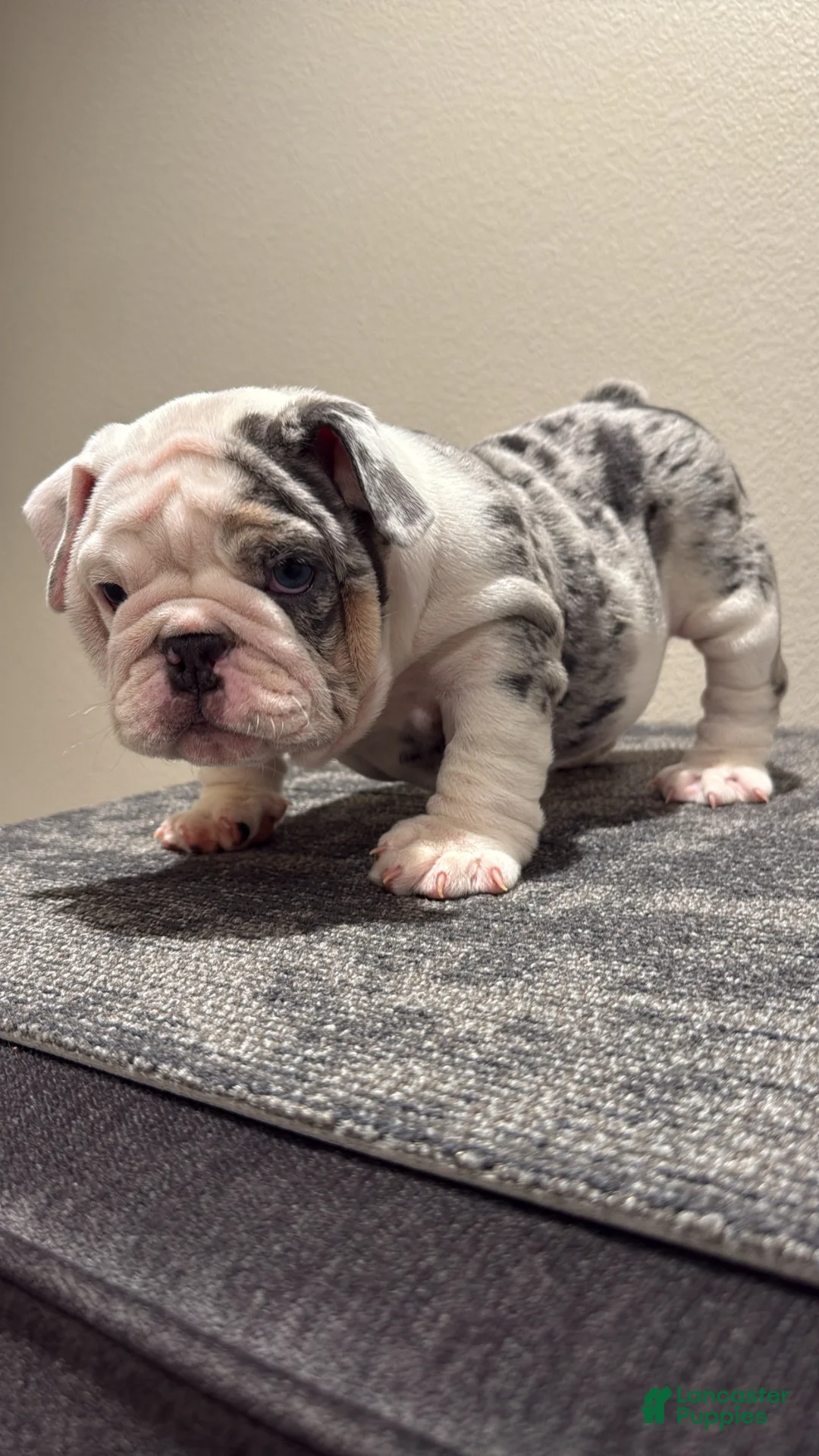 English Bulldog dogs for sale: English Bulldog Puppy 1 - Ad 1