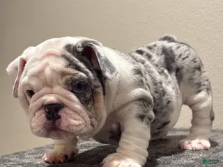 English Bulldog dogs English Bulldog Puppy 1 - Ad 7