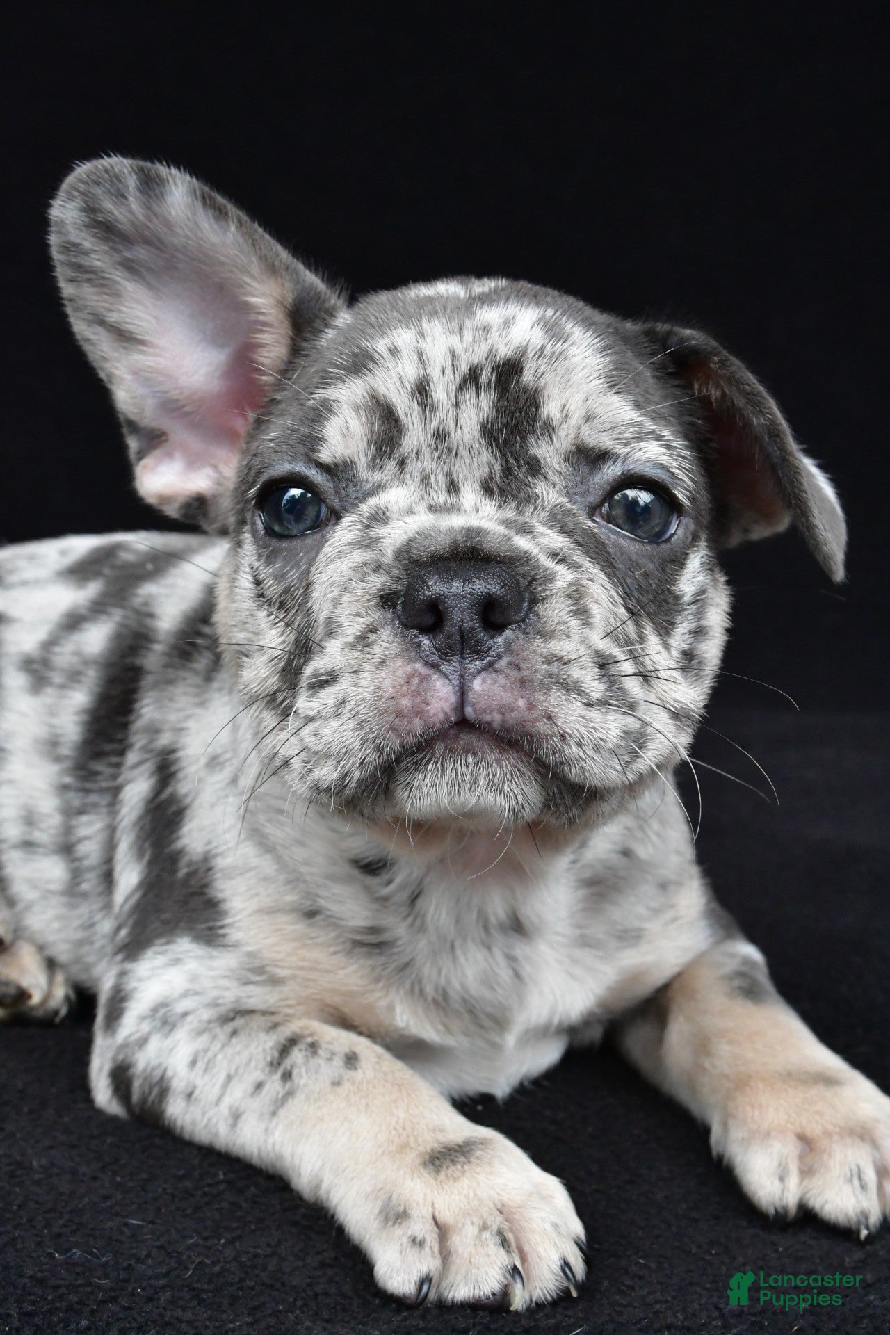 French Bulldog dogs duke - Ad 2