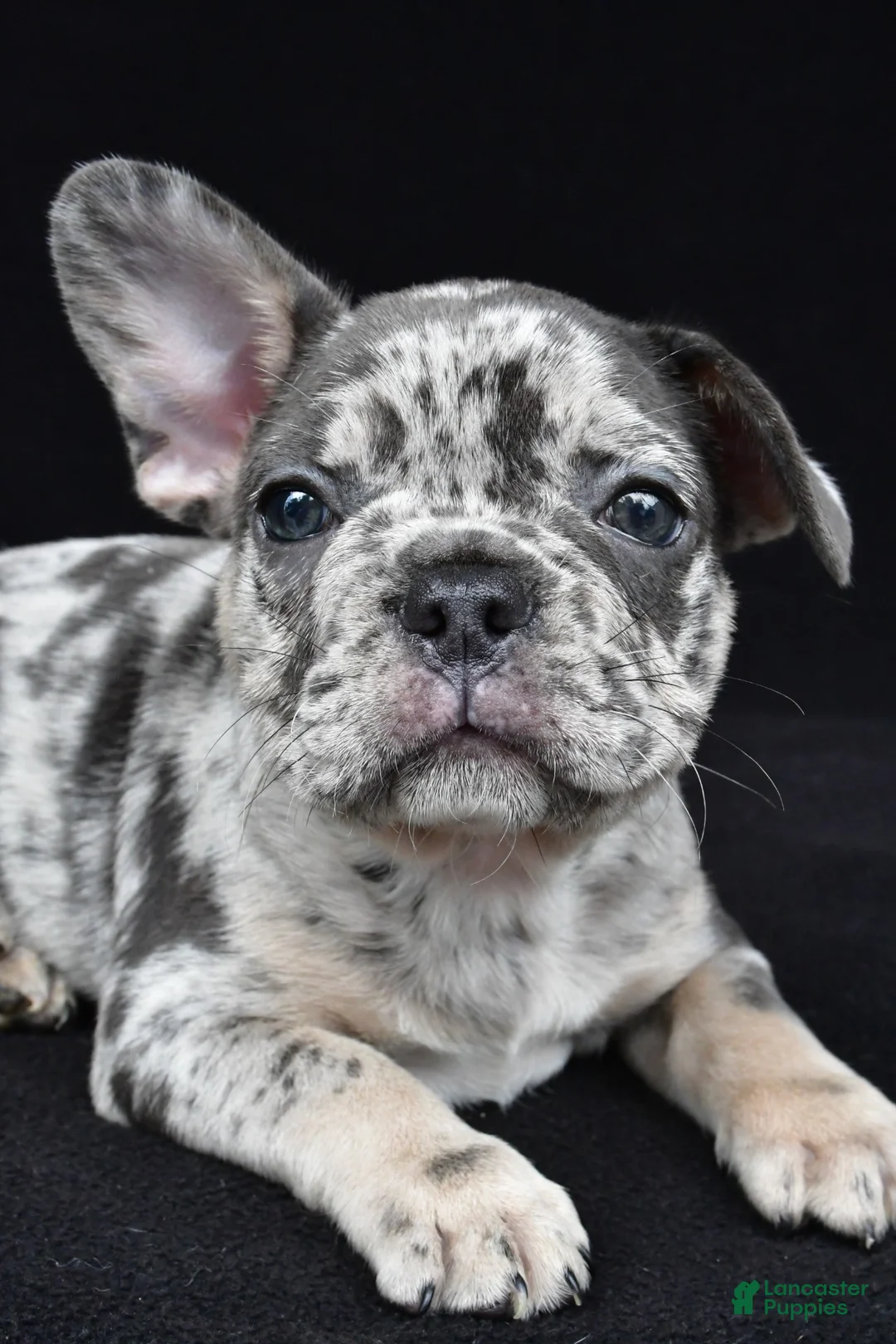 French Bulldog dogs for sale: duke - Ad 2