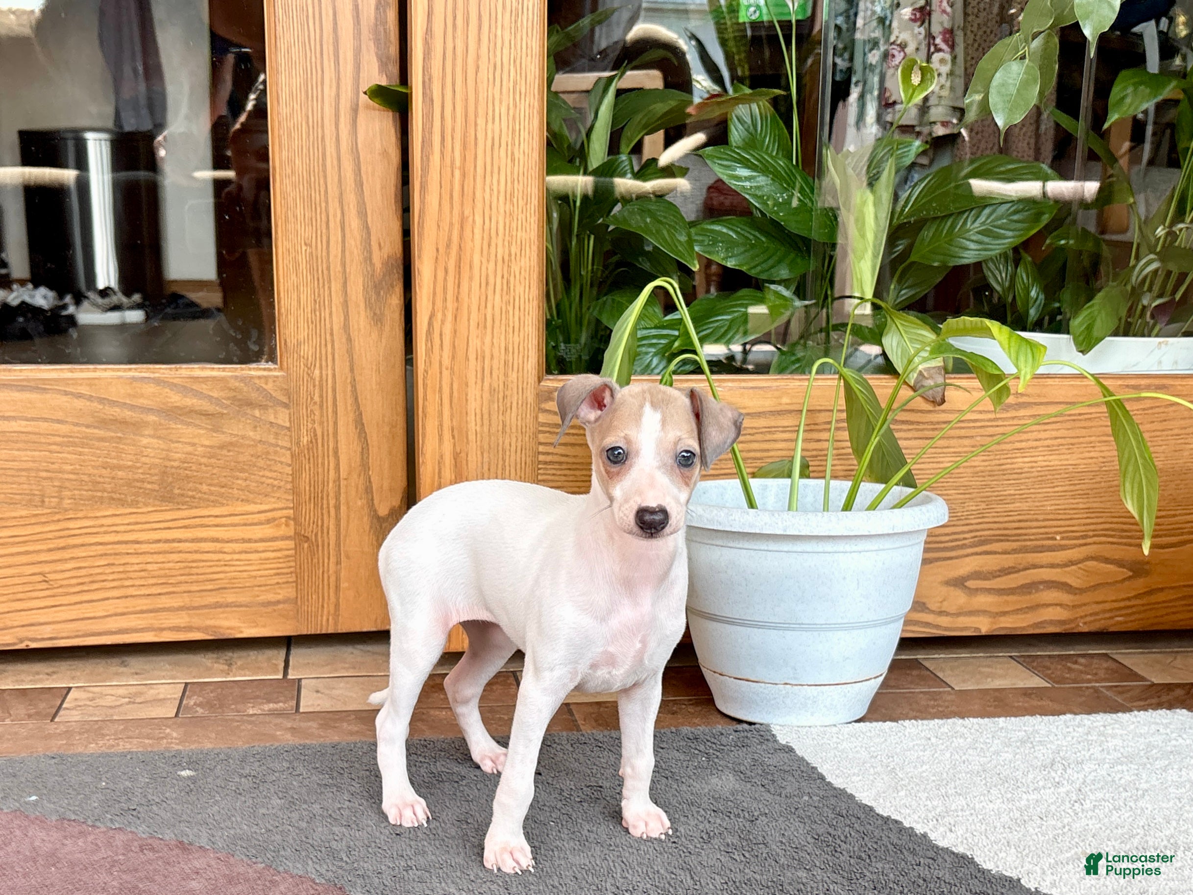 Italian Greyhound dogs Italian Greyhound female 3 white and fawn  - Ad 2