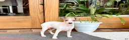 Italian Greyhound dogs for sale: Italian Greyhound female 3 white and fawn  - Ad 2