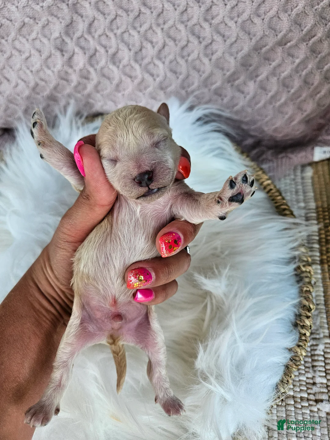 Bichpoo dogs for sale: Rocky - Ad 2