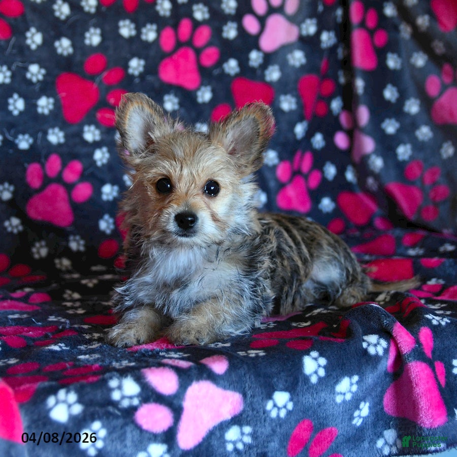 Morkie dogs Beauty - Ad 2