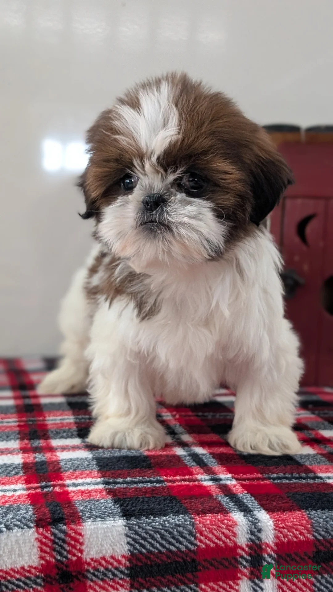 Shih Tzu dogs for sale: Cara - Ad 6