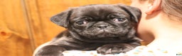 Pug dogs for sale: Ryker - Ad 1