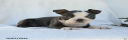 Boston Terrier dogs for sale: Phillip - Ad 4