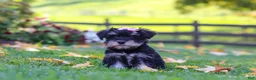 Miniature Schnauzer dogs for sale: Gracie - Ad 3