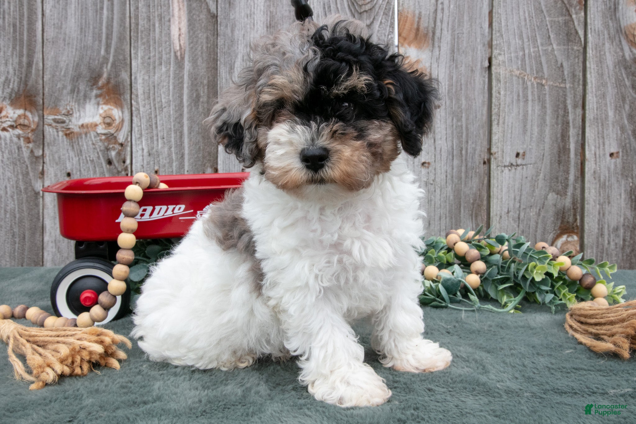 Toy Poodle dogs Preston - Ad 1