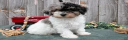 Toy Poodle dogs for sale: Preston - Ad 1