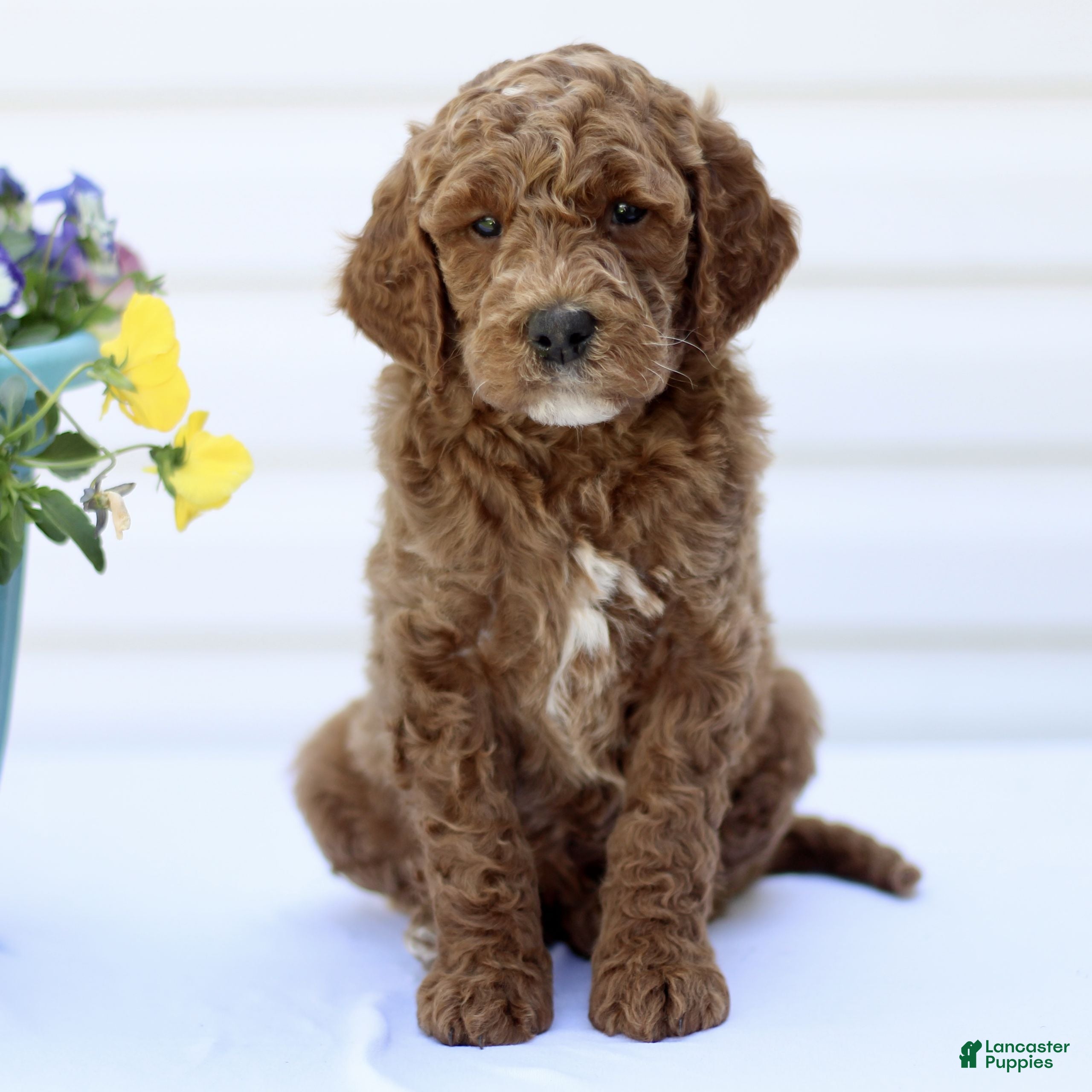Mini Goldendoodle dogs Sunshine  - Ad 1