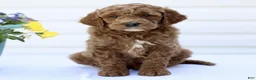 Mini Goldendoodle dogs for sale: Sunshine  - Ad 1