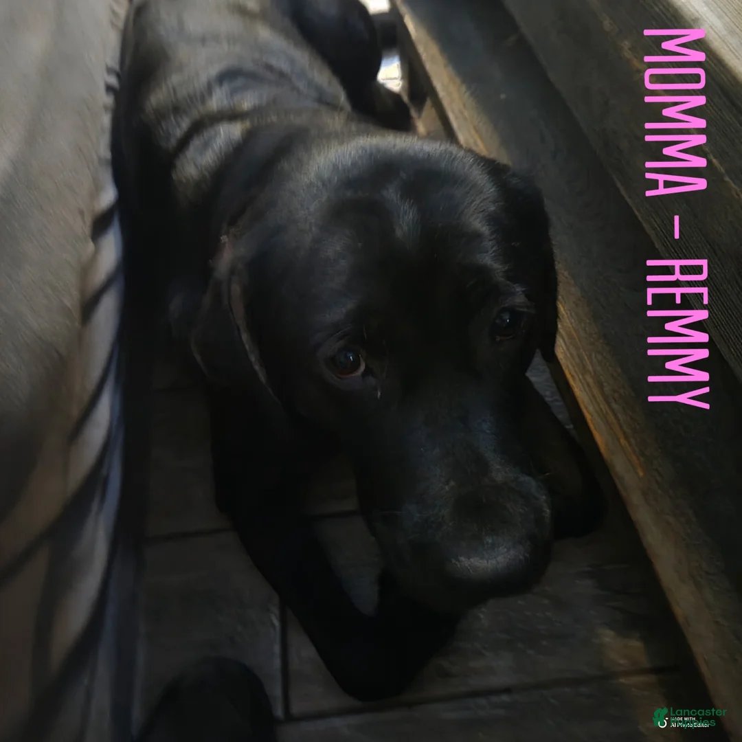 Labrador Retriever dogs for sale: Labrador Retriever Black Male 2 - Ad 2