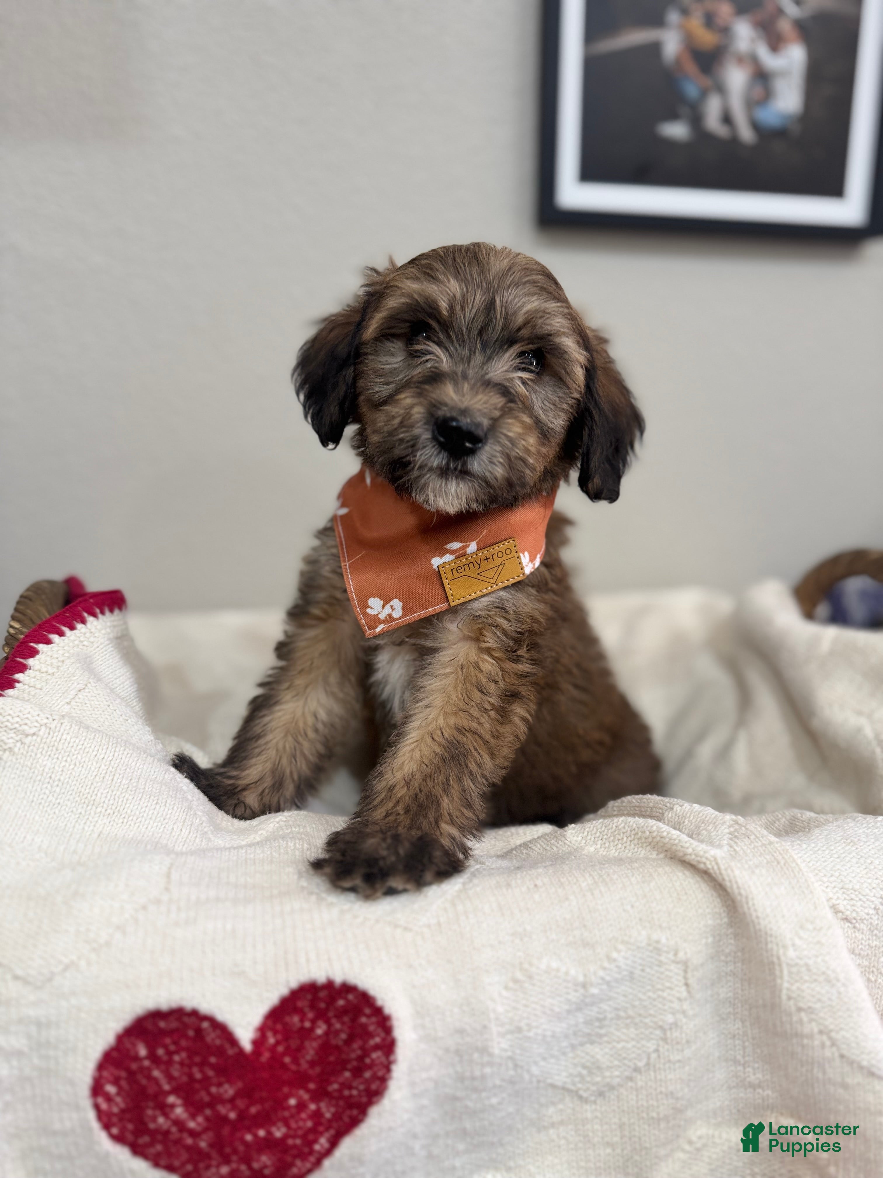 Mini Bernedoodle dogs Mini Bernedoodle Caramel- orange collar - Ad 2