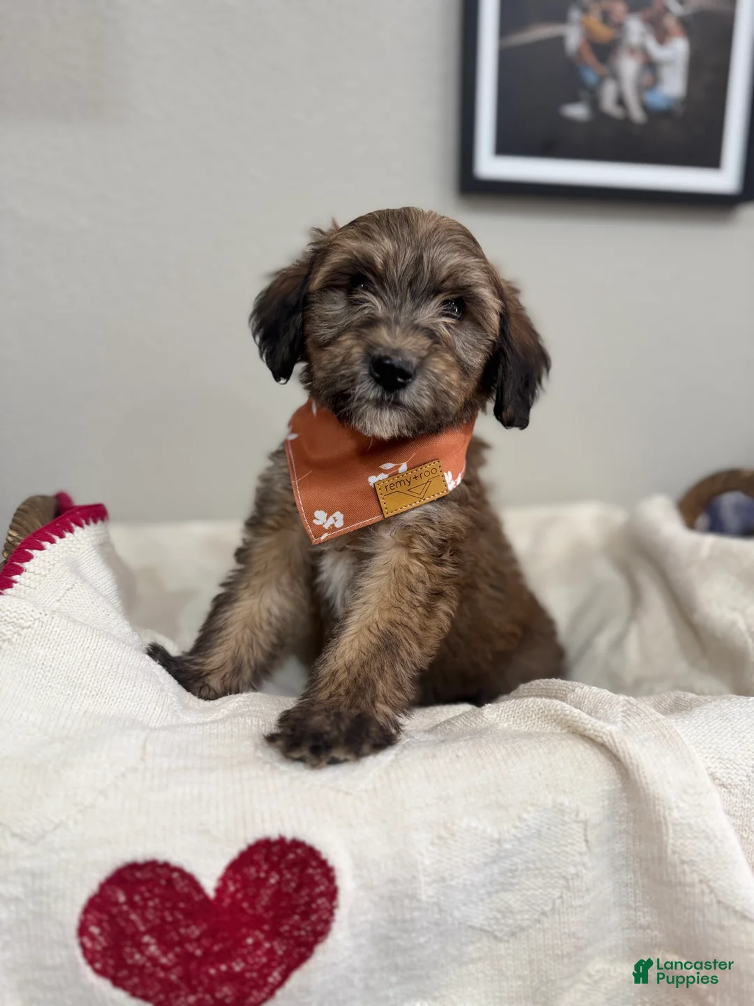 Mini Bernedoodle dogs for sale: Mini Bernedoodle Caramel- orange collar - Ad 2