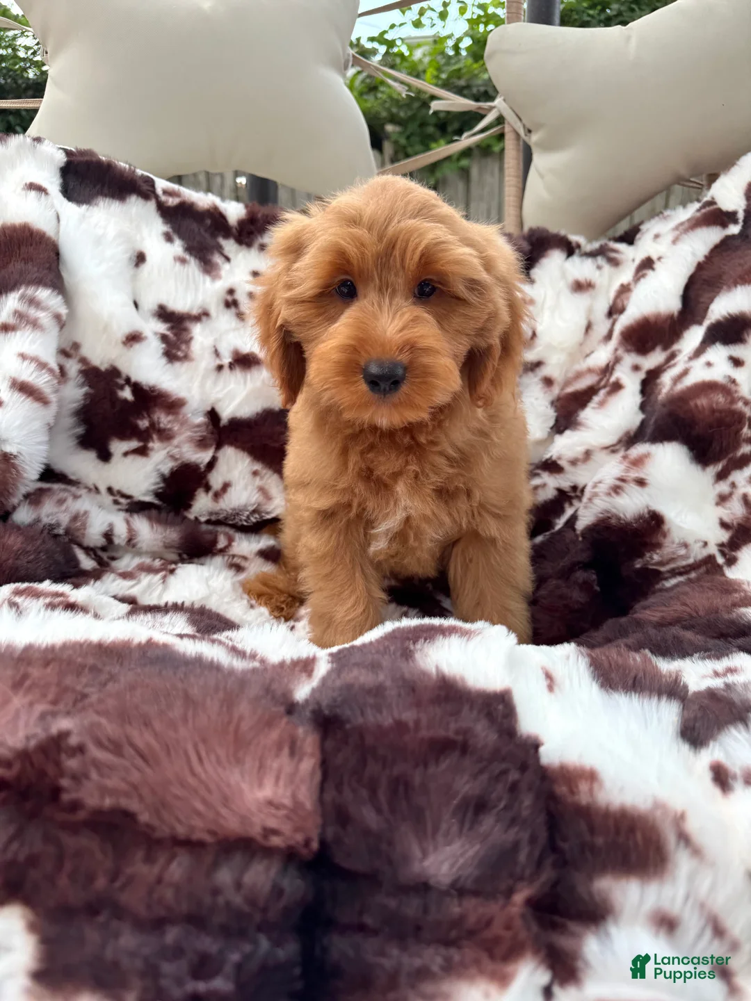 Mini Goldendoodle dogs for sale: Tanner - Ad 2