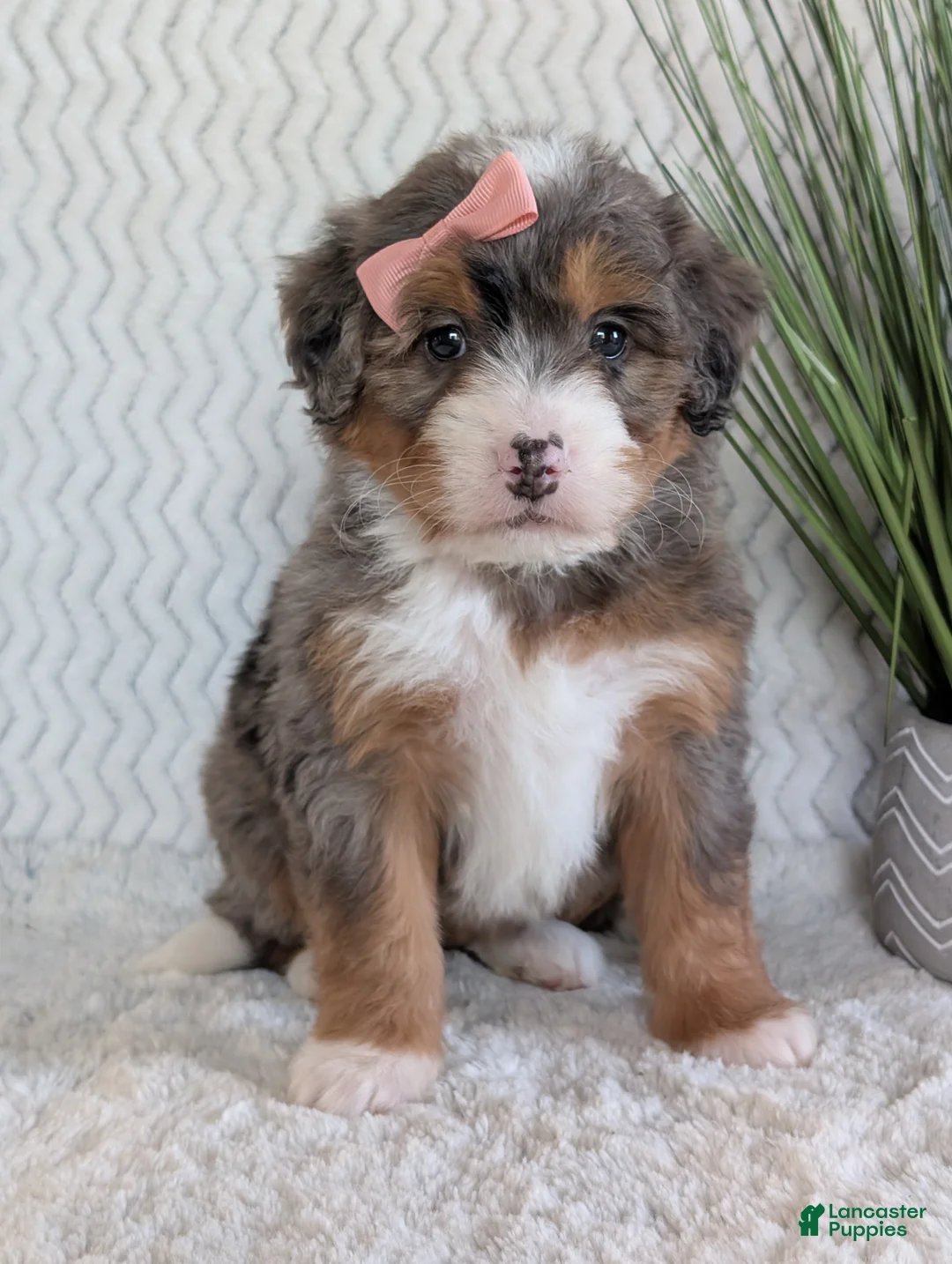 Mini Bernedoodle dogs for sale: Mini Poppy  - Ad 2