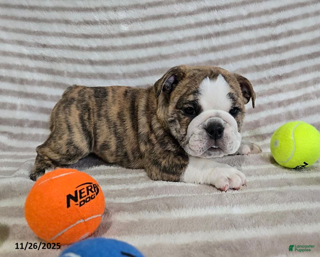 English Bulldog dogs for sale: Maria  - Ad 2