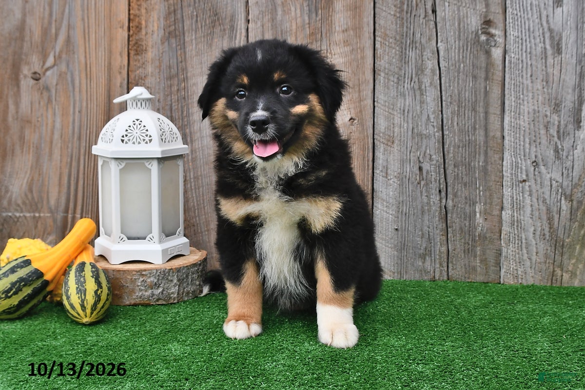 Miniature Australian Shepherd dogs Diesel - Ad 1