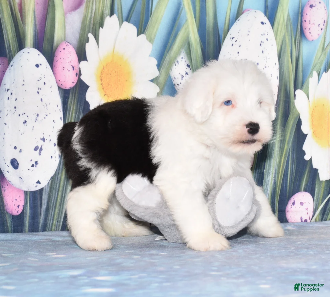 Old English Sheepdog dogs for sale: Thor - 1 blue eye - Ad 4