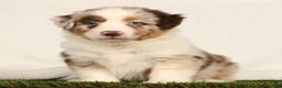 Miniature Australian Shepherd dogs for sale: Daffodil - Ad 2