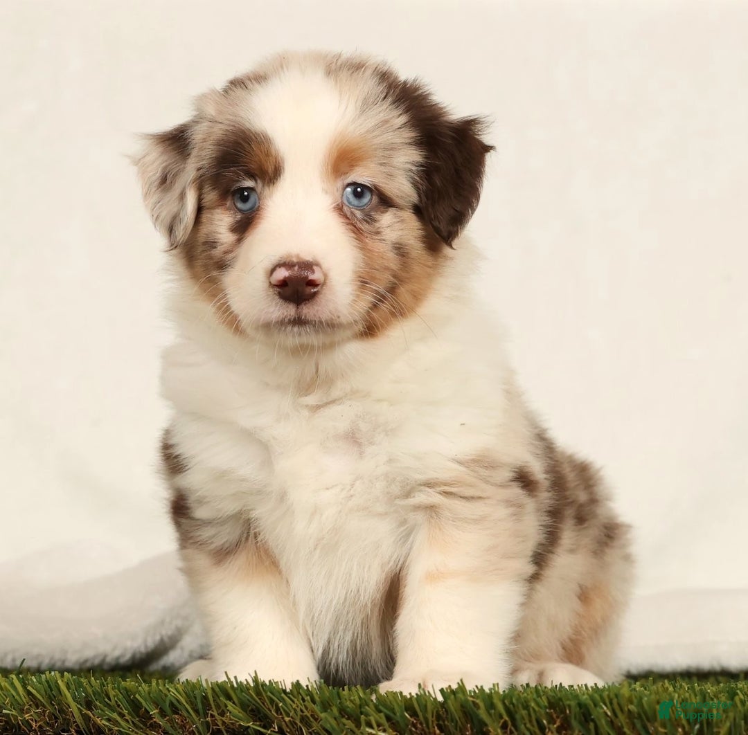 Miniature Australian Shepherd dogs for sale: Daffodil - Ad 2