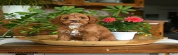 Cockapoo dogs for sale: Waylon - Ad 4