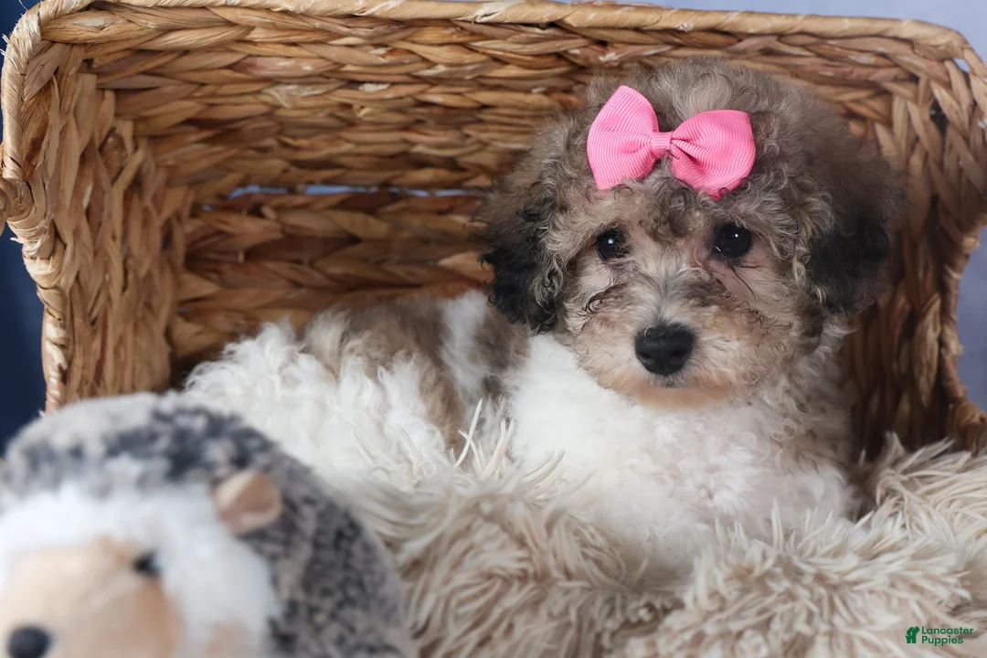 Bichpoo dogs for sale: Sweetheart - Ad 7