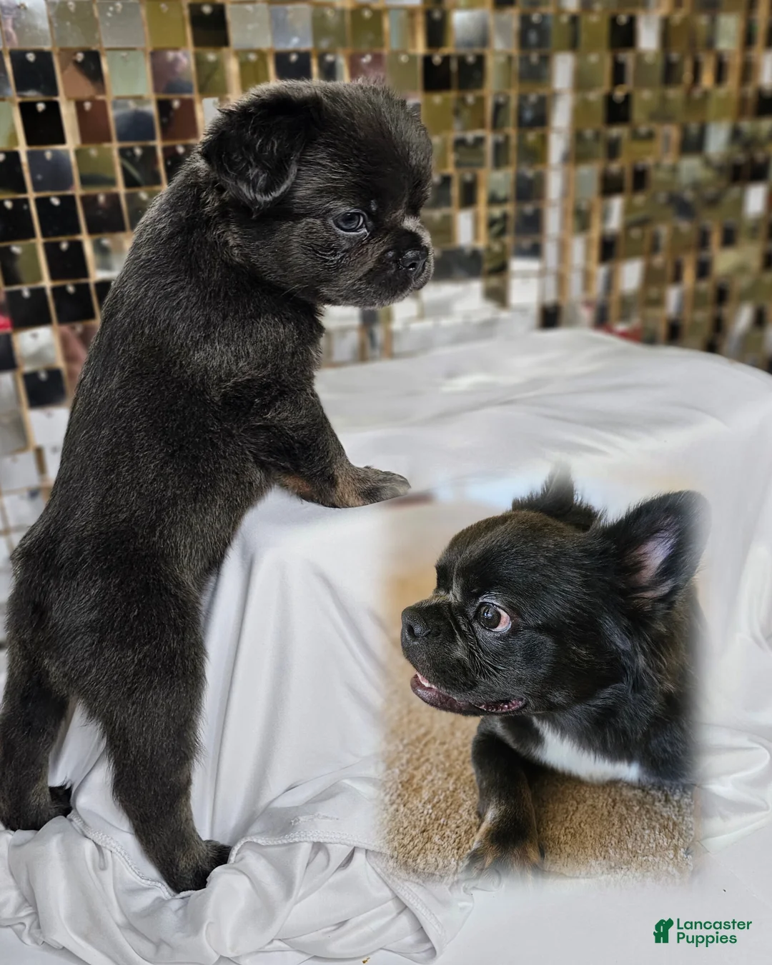 French Bulldog dogs for sale: 🐾  Fluffy Blue & Tan Frenchie – Playful, Family Ready - Ad 1