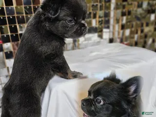 French Bulldog dogs Female – Fluffy Frenchie🐾 - Ad 16