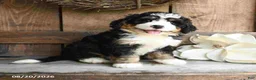 Mini Bernedoodle dogs for sale: Daisy - Ad 3