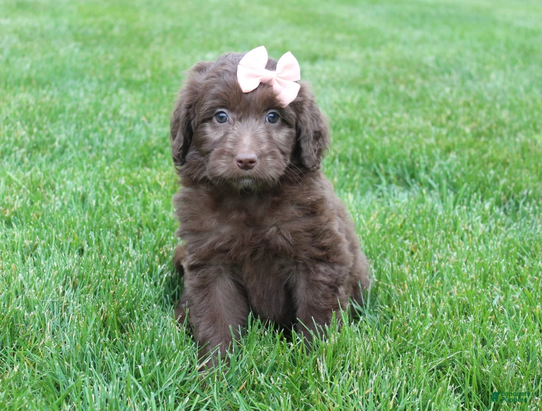 Mini Aussiedoodle dogs for sale: Callie - Ad 1