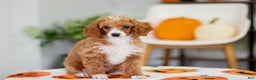 Toy Poodle dogs for sale: Waverly - Ad 6