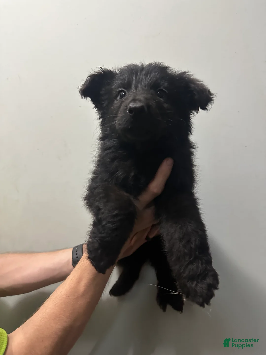 German Shepherd dogs for sale: German Shepherd 2 - Ad 2
