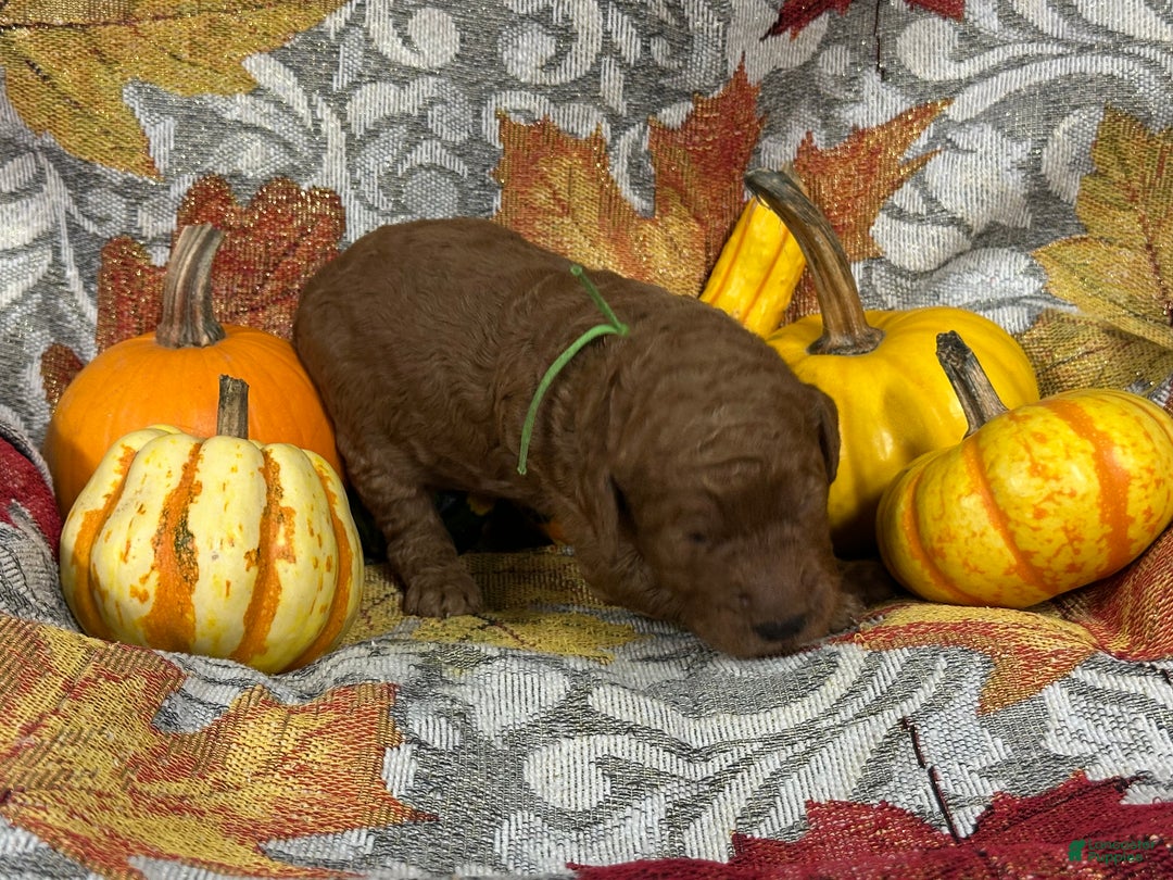 Goldendoodle dogs for sale: Green - Ad 7