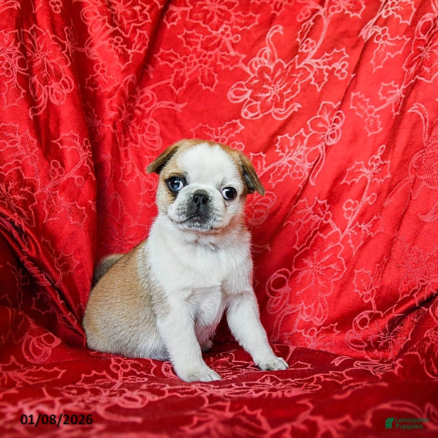 Jug dogs Lindsey - Ad 8