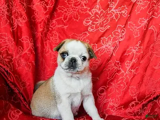 Jug dogs Lindsey - Ad 4