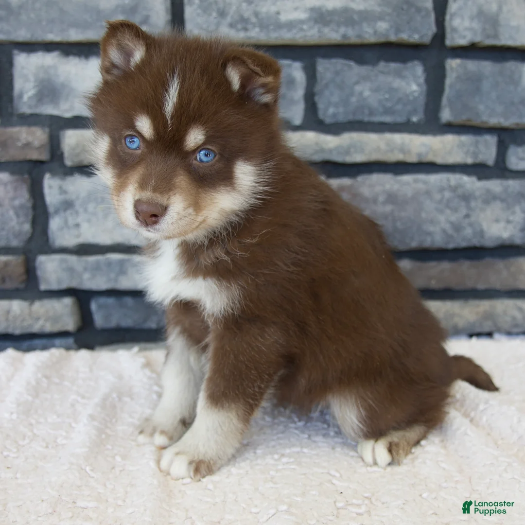 Pomsky dogs for sale: Rusty - Ad 1
