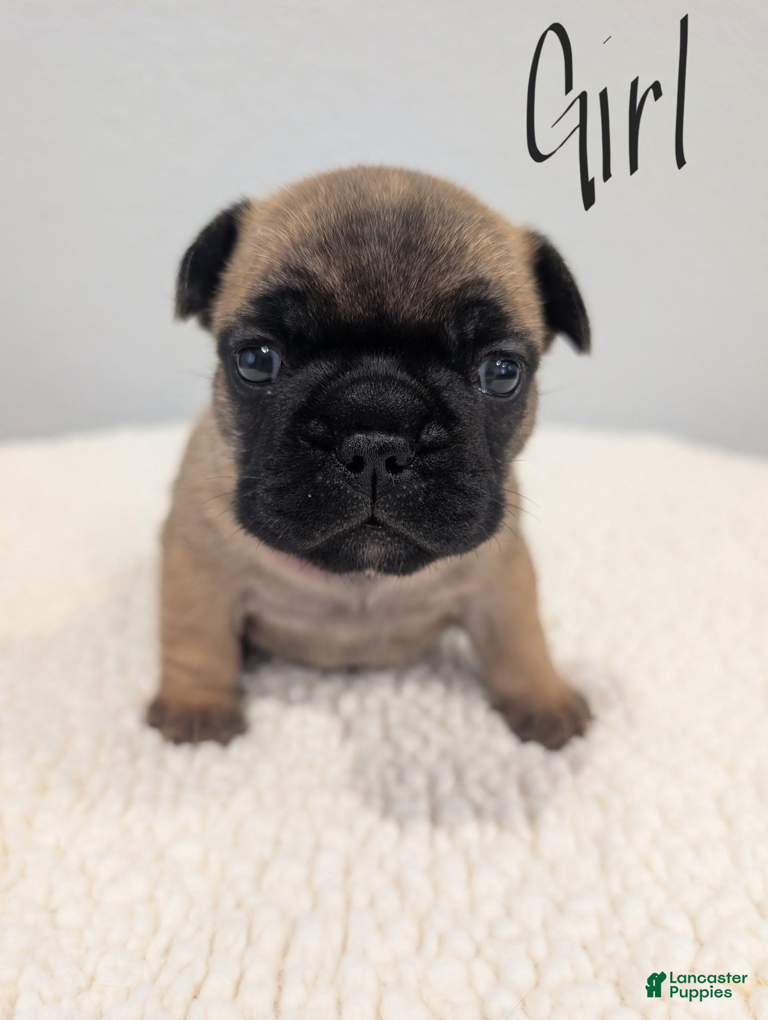 French Bulldog dogs French Bulldog Girl - Ad 42