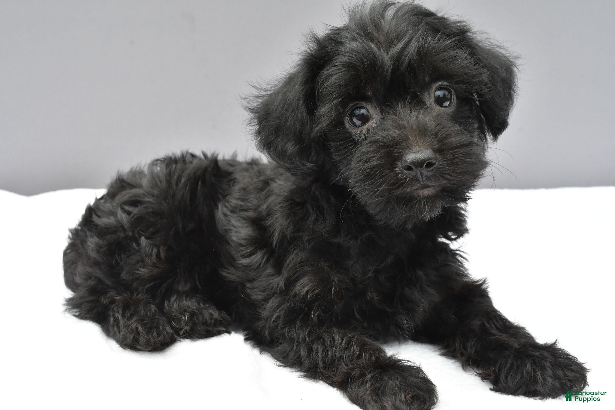 Yorkiepoo dogs Sherry - Ad 1